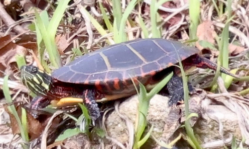 Painted Turtle observed by tixbirdz