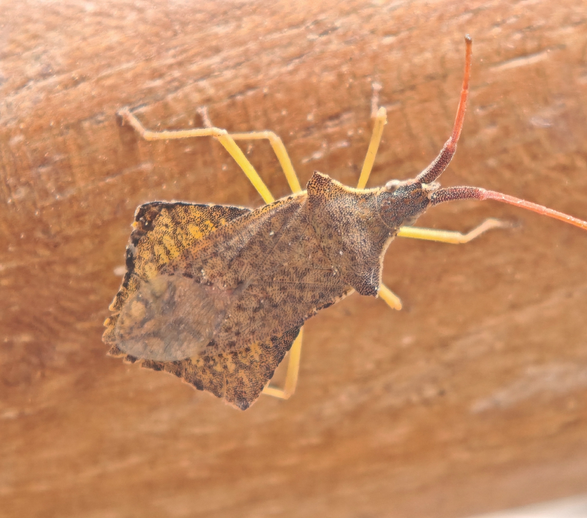 Syromastus rhombeus
