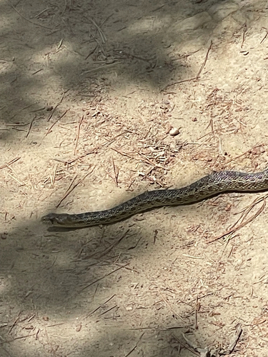 Gopher Snake observed by theforestseeker