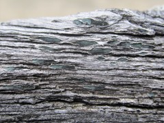Propolis viridis
