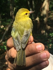 Golden Vireo photo 2