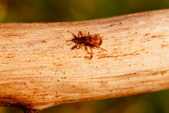 Anthonomus rectirostris