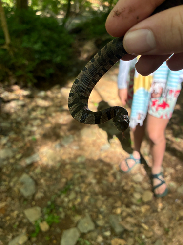 Midland Watersnake observed by houston_heckman