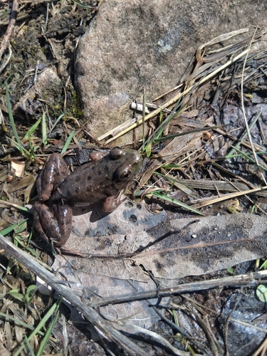 Green Frog observed by mikaelpearson