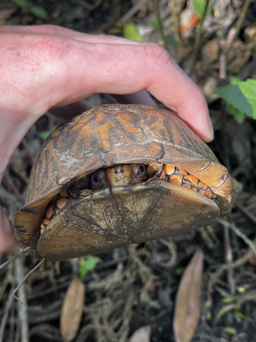 Eastern Box Turtle observed by zachs