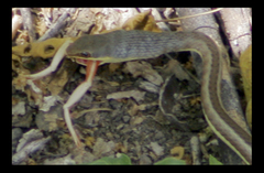 Psammophis subtaeniatus