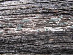 Propolis viridis