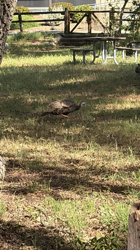 iNaturalist observation photo of Wild Turkey