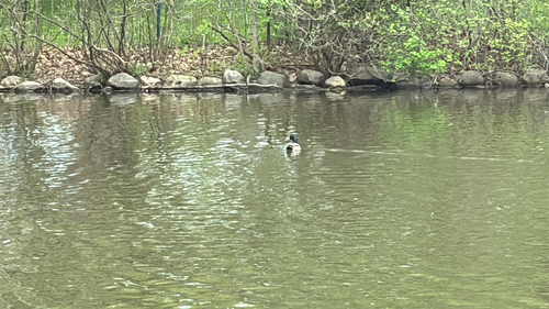 Mallard observed by mouhamadalhussin