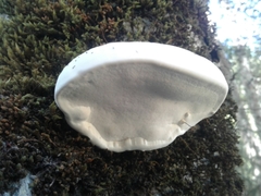 Fomitopsis hemitephra