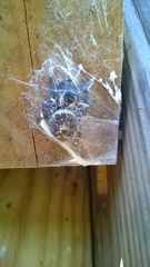 Phidippus regius