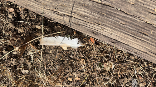 iNaturalist observation photo of American Barn Owl