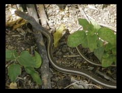 Psammophis subtaeniatus