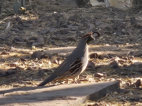 Gambel's Quail observed by walkers1144