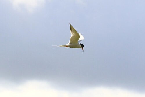 Common Tern observed by andythompson1701