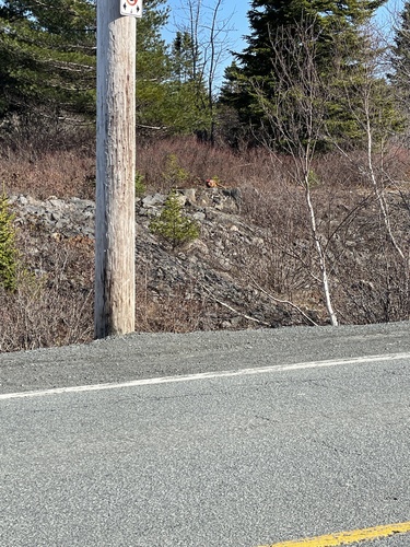 Ring-necked Pheasant observed by eltea