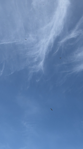 iNaturalist observation photo of Red-tailed Hawk