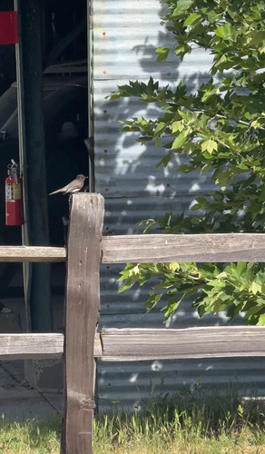 iNaturalist observation photo of Black Phoebe