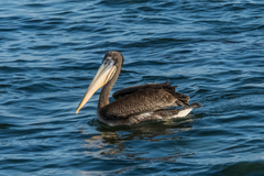 Pelecanus thagus