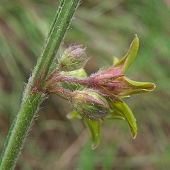 Aspidoglossum woodii