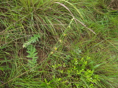 Aspidoglossum woodii