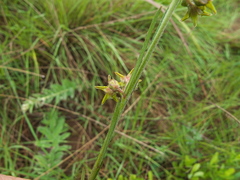 Aspidoglossum woodii