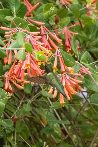 Ruby-throated Hummingbird observed by jill1004