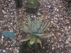 Aloe × schimperi
