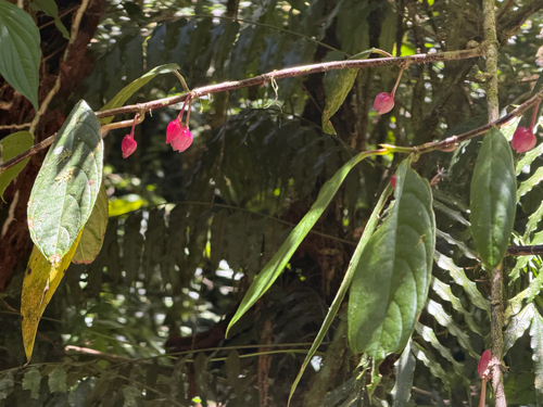 Drymonia conchocalyx, photograph 2