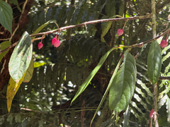 Drymonia conchocalyx, photograph (c) Aaron Liston, some rights reserved (CC BY)