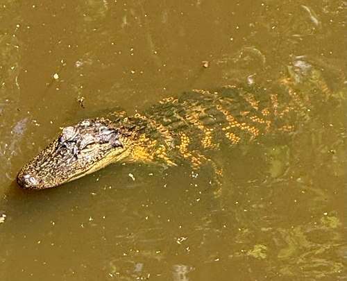 American Alligator observed by swampbee