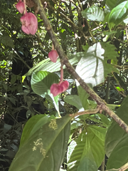 Drymonia conchocalyx, photograph (c) Aaron Liston, some rights reserved (CC BY)