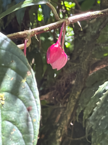 Drymonia conchocalyx, photograph 1