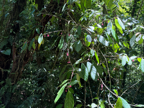 Drymonia conchocalyx, photograph 5