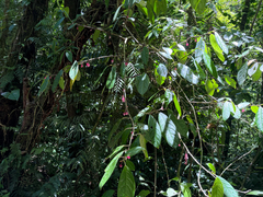 Drymonia conchocalyx, photograph (c) Aaron Liston, some rights reserved (CC BY)