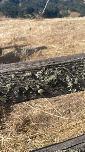 iNaturalist observation photo of shield lichens, rim lichens, and allies