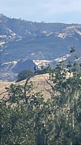 iNaturalist observation photo of Birds