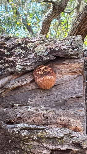 iNaturalist observation photo of lion's-mane mushroom