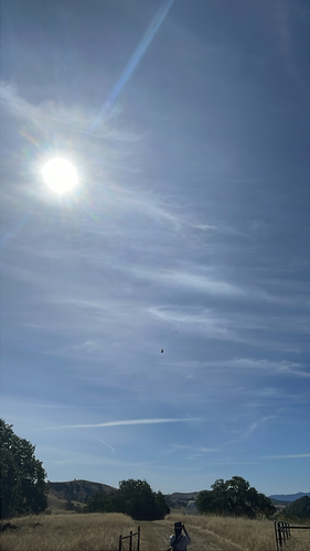 iNaturalist observation photo of Birds
