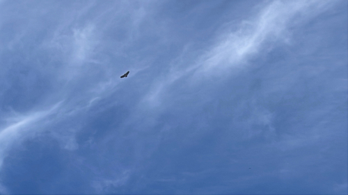 iNaturalist observation photo of Buteos