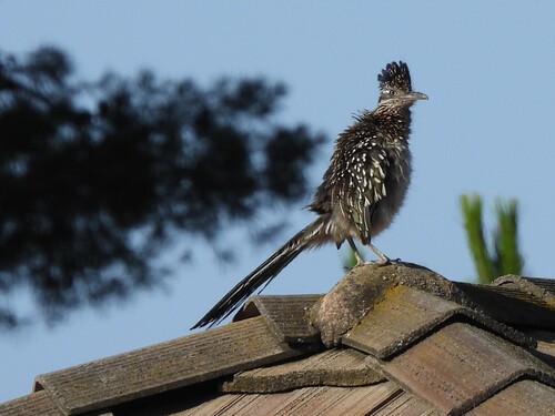 Greater Roadrunner observed by sglevanik