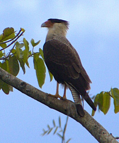 Crested Caracara observed by nickleggatt