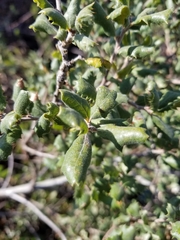 Quercus durata