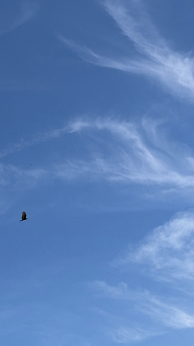 iNaturalist observation photo of Turkey Vulture