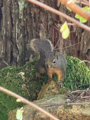 Douglas's Squirrel observed by stevejbader