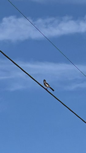 iNaturalist observation photo of Northern Mockingbird