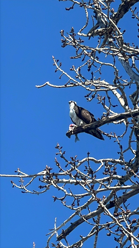 Osprey observed by pedalprincess