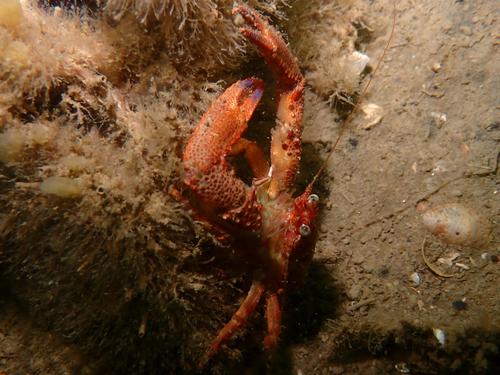 Black Squat Lobster, Zeelandbrug, Zeeland, NL, photo 7 of 10