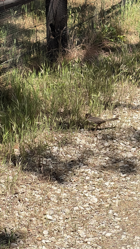 iNaturalist observation photo of California Towhee
