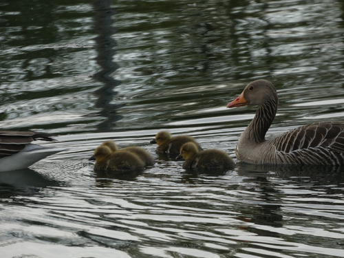 Oie cendrée observed by lucasrobin